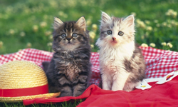 子猫とピクニック
